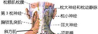 枕大神经阻滞治疗 - 好大夫在线