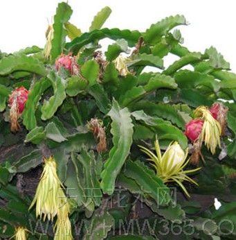 园林绿化 量天尺 目录 目录 大事记 光影集锦 图册集锦 花