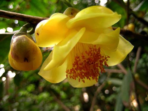 野生金花茶 搜狗百科