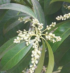 棱角山矾 - 搜狗百科