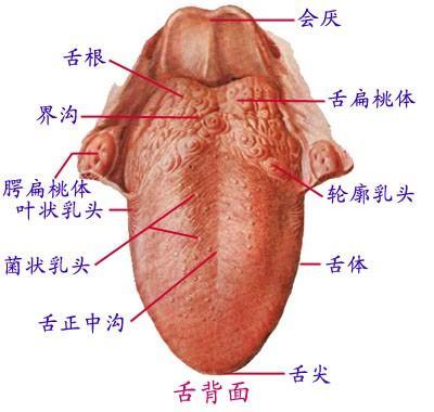 舌头叶状乳头炎图图片