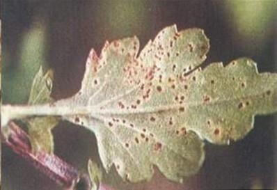非洲菊霜霉病图图片