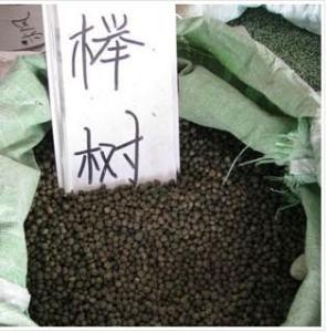 小叶榉种子