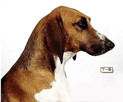 普瓦图犬图片