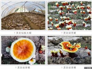 仙客来灵芝