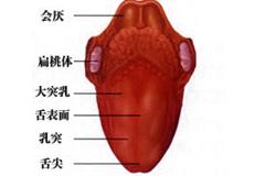 早期舌癌 搜狗百科