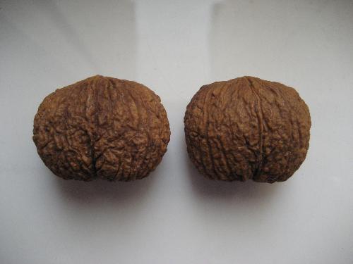 黑核桃