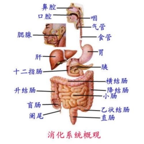 胃部的位置位置图图片
