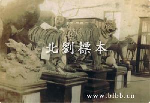 “刘派”标本
