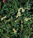 金丝蝴蝶(Hypericum hypericoides)