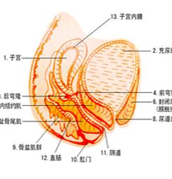 尿道炎的早期症状