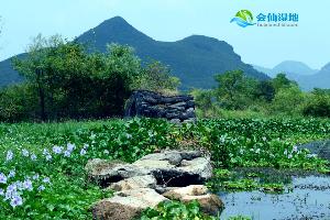 会仙湿地水葫芦灾害