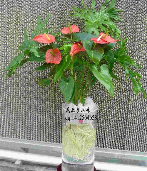 水培火鹤