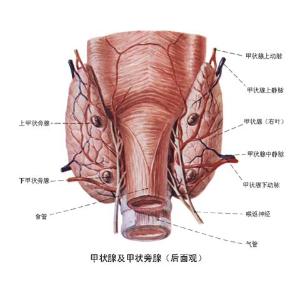 甲狀腺炎疾病