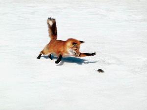 火狐 动物 搜狗百科