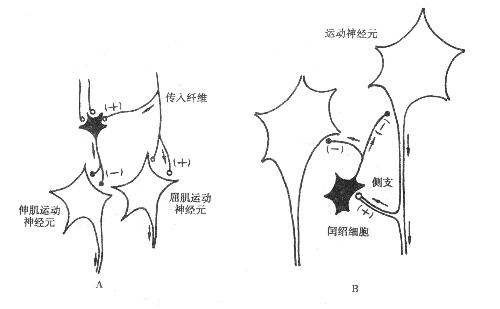 侧支性抑制示意图图片