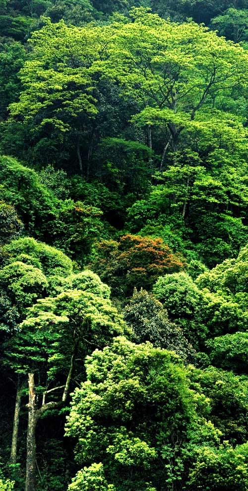 哀牢山西坡季风常绿阔叶林和湿性常绿阔叶林木质藤本植物的多样性与