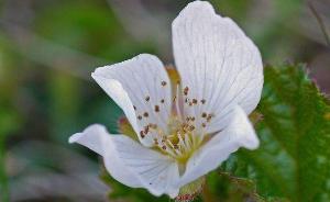 云莓（花）