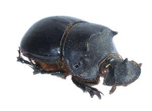 我们生存的这个世界或可说是建立在【 屎壳螂】