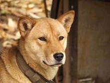 珍岛犬 搜狗百科