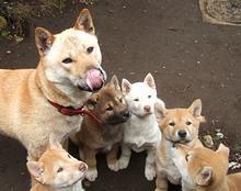 珍岛犬 搜狗百科