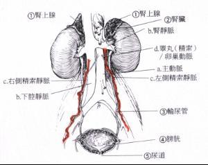 精索静脉曲张是指精索里的静脉因回流受阻,而出现的盘曲扩张