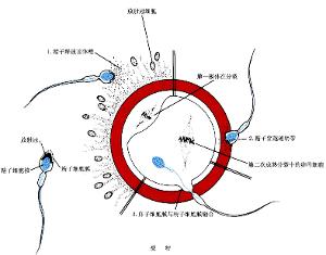 精液异常 搜狗百科