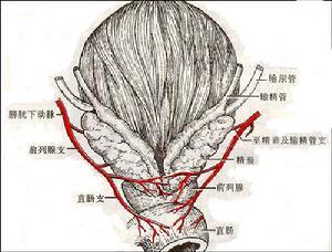 巴氏腺囊肿位置图片图片