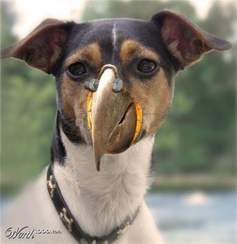 开会说话,全说大话 鹰犬说话,不说人话&nbsp