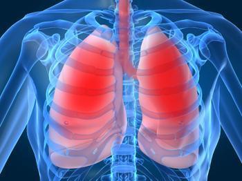 肺位置图片清晰图片图片