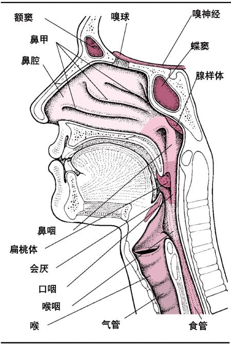 咽喉结核图片