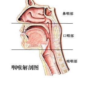 咽喉炎的位置图片