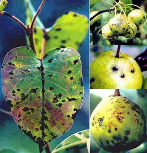 编辑1发生规律录目梨黑星病可侵染梨树所有绿色幼嫩组织:花序,叶片,叶