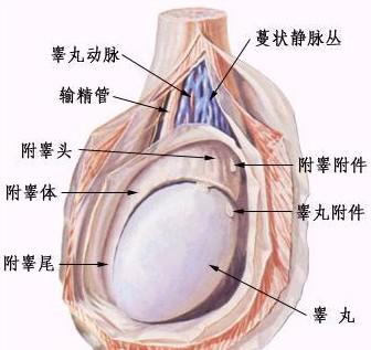 睾丸肿瘤 搜狗百科