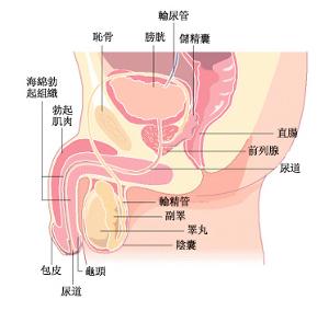 睾丸肿瘤