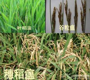 水稻稻瘟病症状