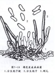 分生孢子梗图片图片