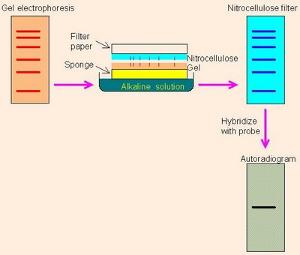 northern blot rna northern blot rna