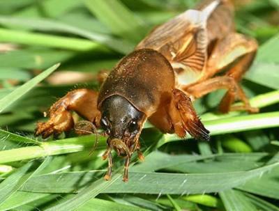 蝼蛄 http://science.bowenwang.com.cn/animals-mole-cricket.