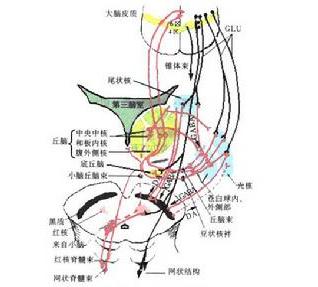 舞蹈样手足徐动