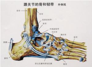 踝阵挛