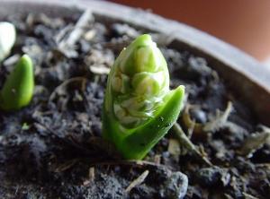 万年青(百合科植物(Rohdea japonica))