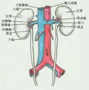 泌尿系统