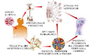 神经三联修复疗法原理图