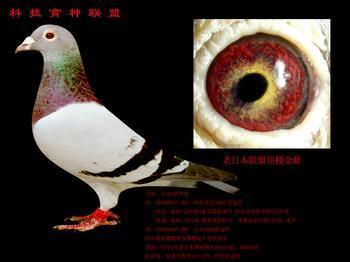 传统的赛鸽品种有戴笠鸽,中国蓝鸽,中国粉灰鸽,红血蓝眼鸽,中国枭