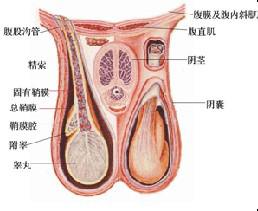 睾丸异常