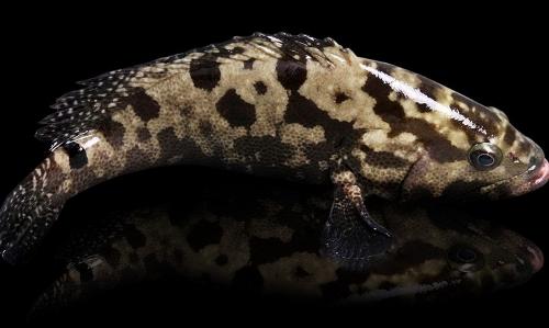 黑斑鱼 搜狗百科