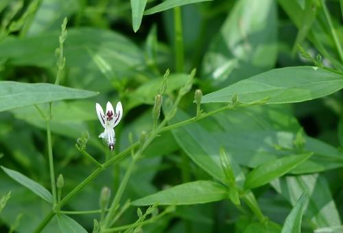 上,下表皮均有含圆形,长椭圆形或棒状钟乳体的晶细胞;并有腺鳞,有时