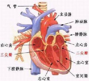 尤其易發生於嚴重心肌病變及較嚴重的心肌缺血,缺氧和心臟擴大等情況