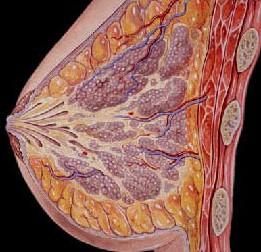 乳房卫星结节图片图片